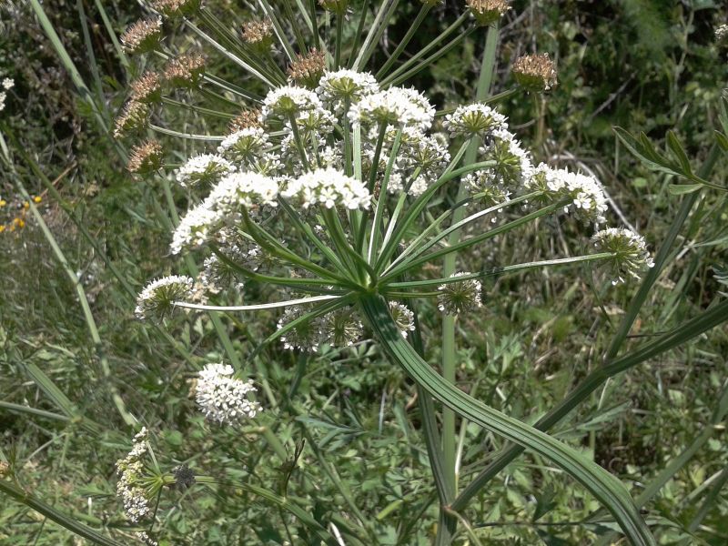 Oenanthe crocata / Finocchio d''acqua